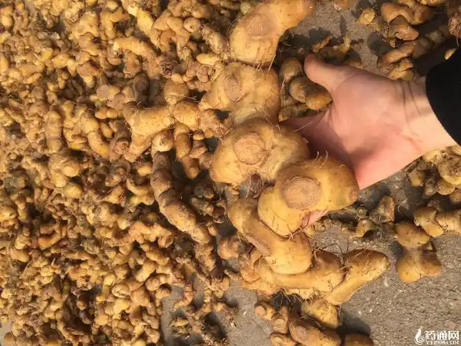 供应                    :黄精