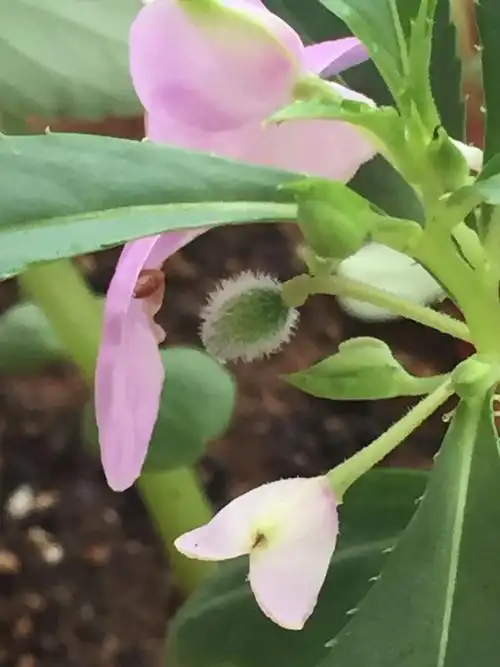 如果看不见,那就看看这个,放大100倍的果实.