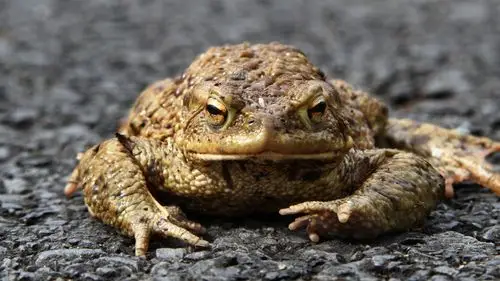 五毒蟾蜍图片大全-动物壁纸-高清动物图片-第10图-娟娟壁纸