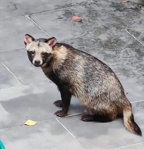 上海松江发现野生貉,在花坛里打洞筑巢,到景观池里捞鲫鱼吃