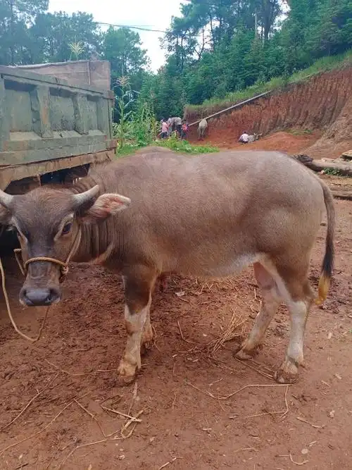 各类精品养行小水牛