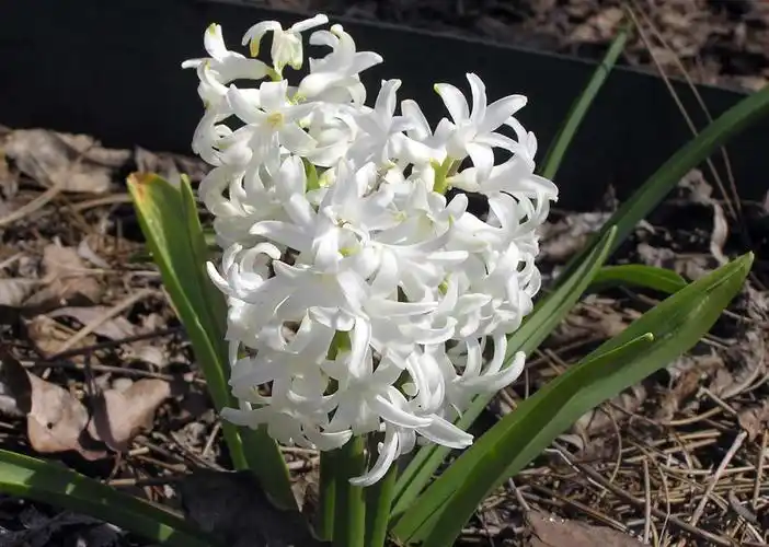 spring-flowering bulbs