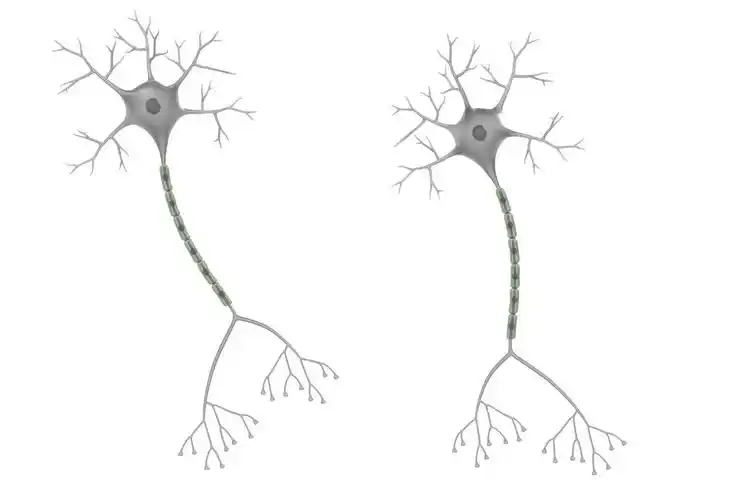 大脑神经元的三维渲染图提高记忆力