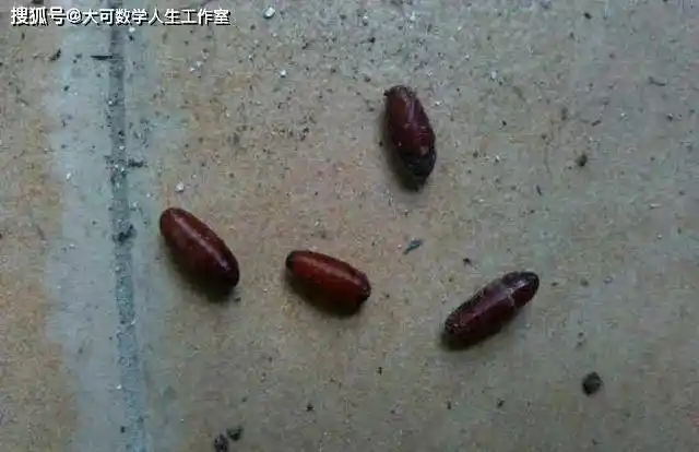 而苍蝇蛹过冬主要来自于秋季最后一次产卵的苍蝇,它们在白天温度较高