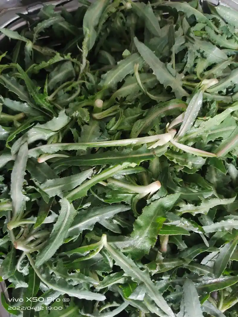 苦苦菜馅的饺子就是好吃,图片是我家小绿萝包的饺子. - 抖音