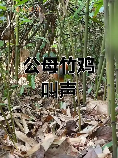 竹鸡公母合鸣,聆听自然之声