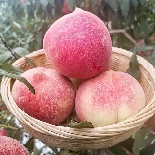 冬桃,拯救了爱桃者冬天的胃