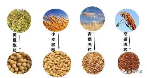 打麦机打稻机多功能稻麦脱粒机水稻脱粒机小麦大豆高粱脱粒机