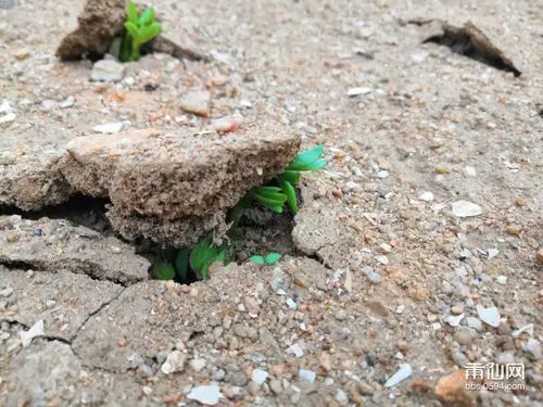 莆田春色花生苗破土而出让人慨叹生命的伟大