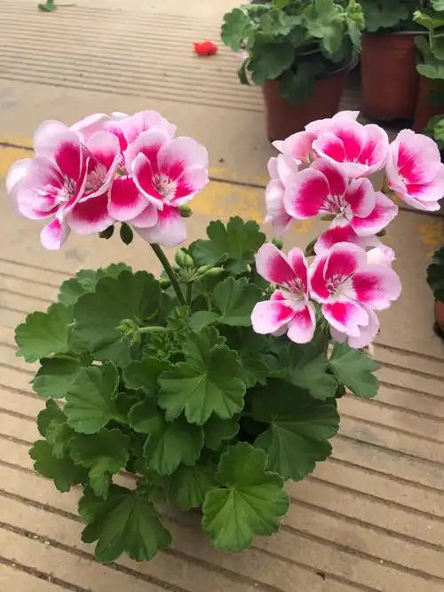 天竺葵什么品种全年开花(天竺葵哪个品种最漂亮最勤花)