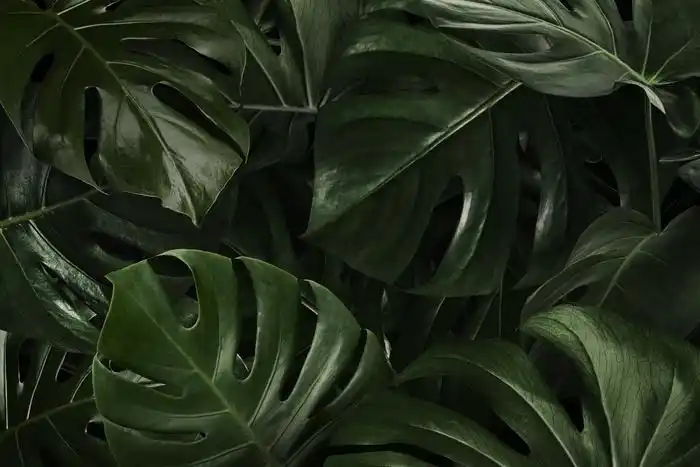 绿色龟背竹叶自然背景