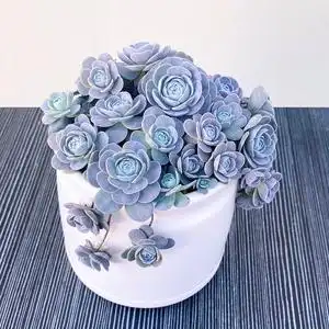 蓝色妖姬多肉植物