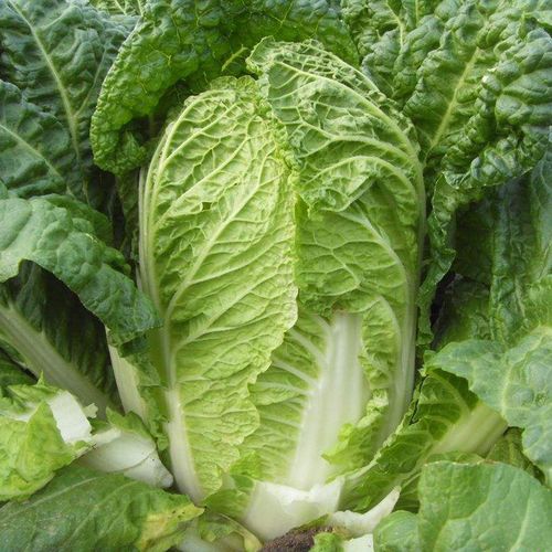 白菜种籽早熟耐热菜籽种大全春季播种蔬菜种孑青菜麻叶大白菜种子
