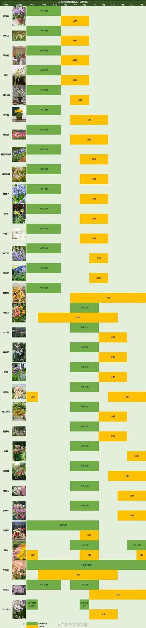 为了方便大家查看花期,将常见的31种球根植物的栽种时间与花期附在c位