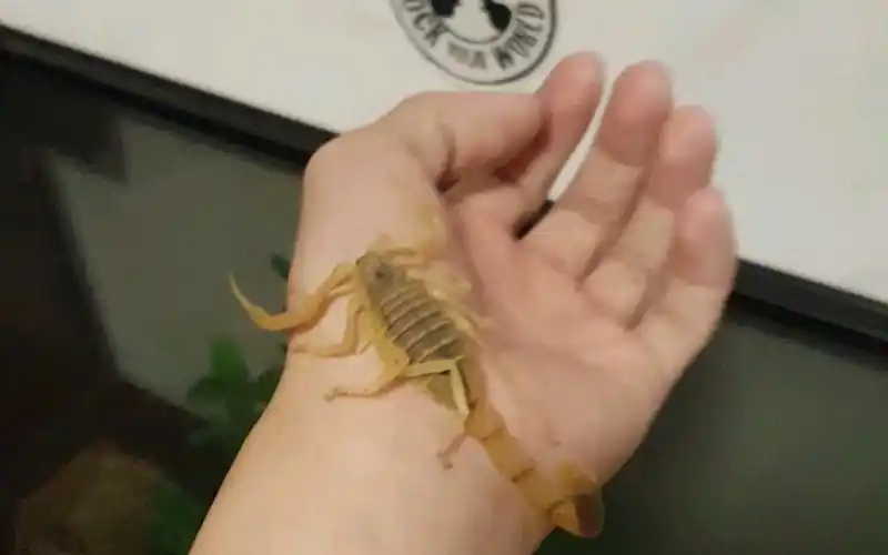 以色列金蝎成体公上手( • ̀ω•́ )✧_哔哩哔哩_bilibil