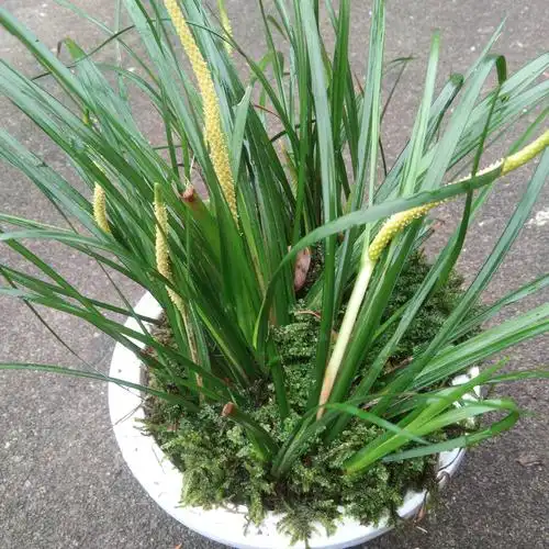 石菖蒲有毒吗(石菖蒲的功效及禁忌)