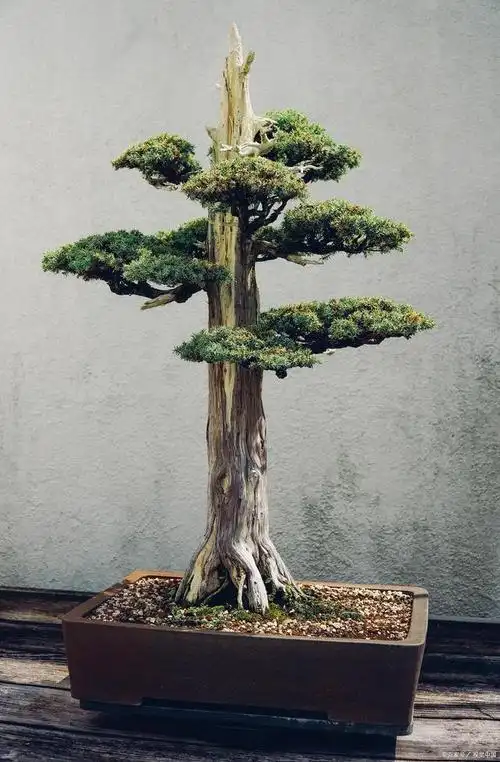 松柏盆景——直干式盆景及制作方法