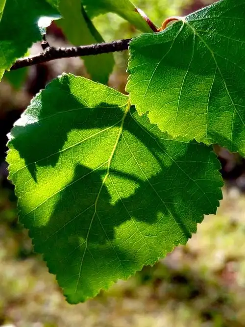 绿叶之美——晨光中的白桦树叶!