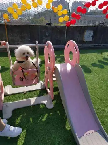 阳光屋顶宠物乐园-"乐不思蜀了吧[抠鼻][抠鼻] [环境].