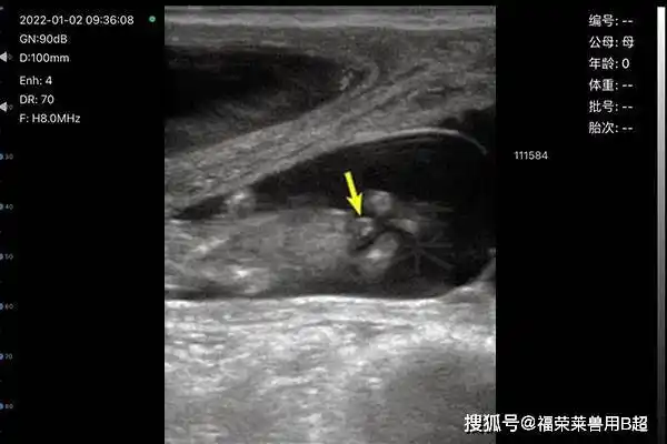 无线牛用b超在母牛繁育过程中的应用_子宫_胎儿_黄体