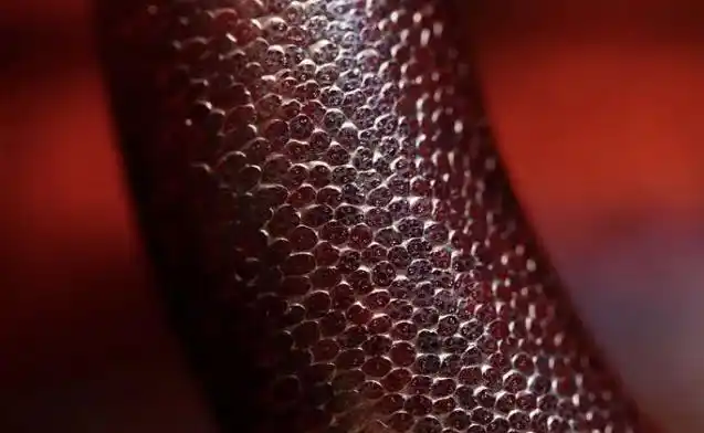 犀角合法了?带你揭秘文玩圈里鲜为人知的秘密