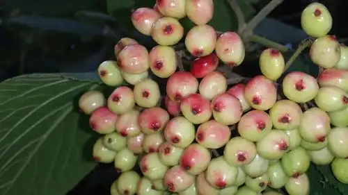 模糊雪球,浆果,绿色,水果,不成熟,自然