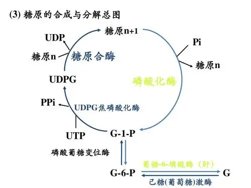 所有分类 自然科学 化学 糖的有氧氧化ppt (3) 糖原的合成与分解总图