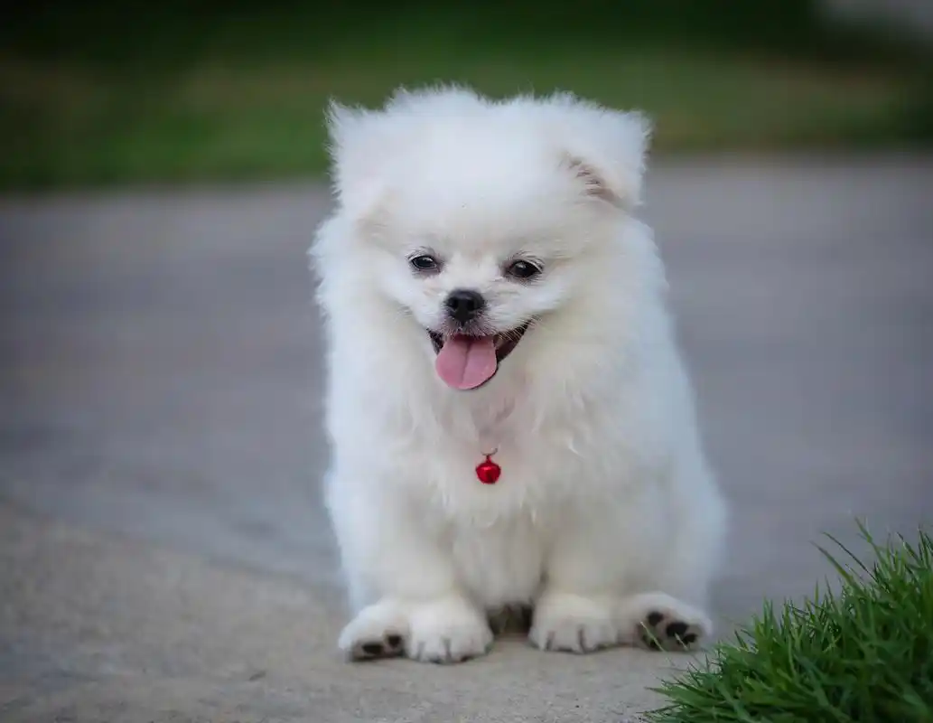 [原文:爱的责任:送养狗狗或许