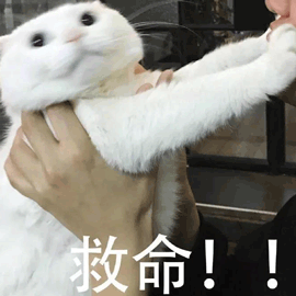 萌宠猫猫咪喵星人救命gif动图_动态图_表情包下载_soogif