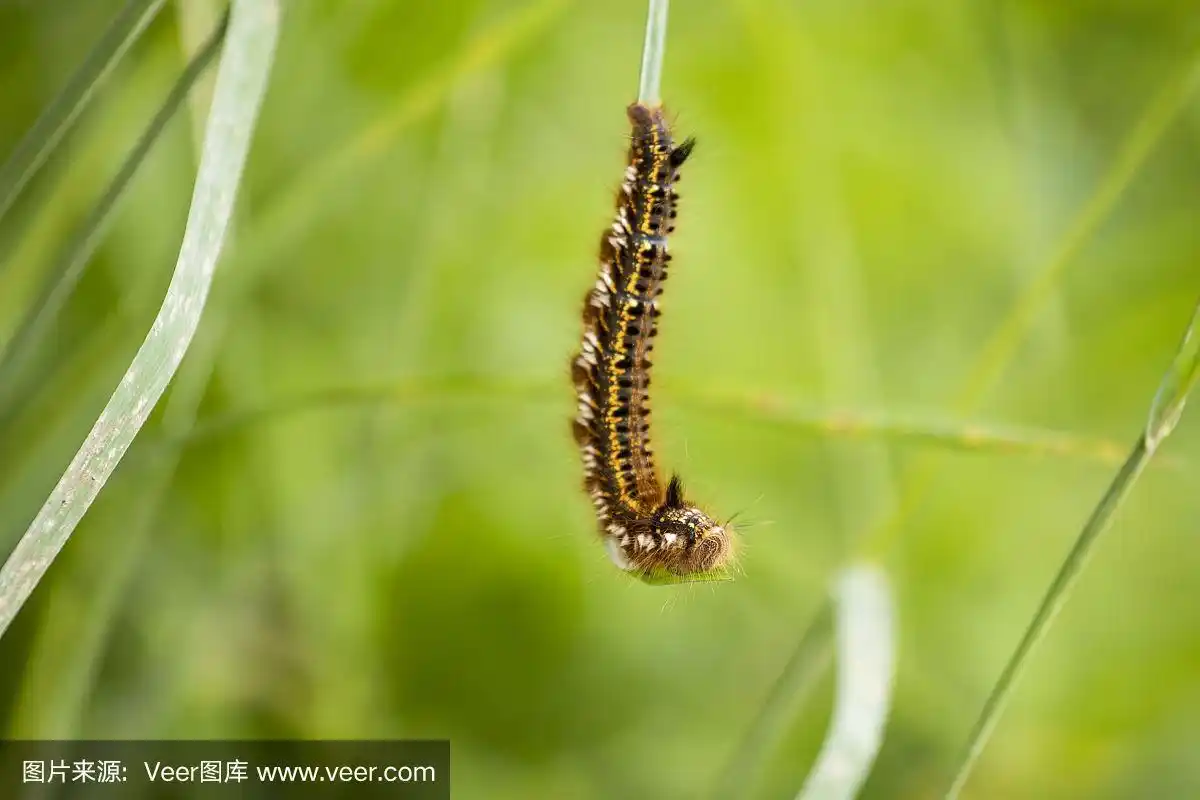 毛毛虫吃草茎的特写.宏观性质.