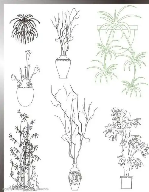 植物立面图图片