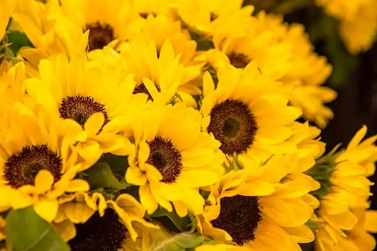 朝气蓬勃的向日葵图片