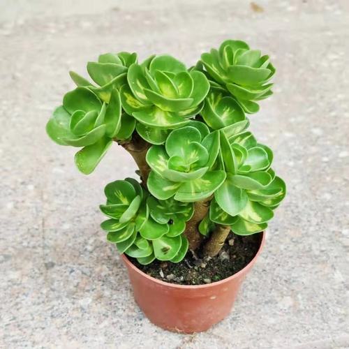 金钱木老桩多肉植物组合发财树盆景室内盆栽防辐射多肉植物