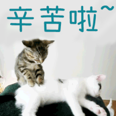 辛苦了真人聊天动态表情图