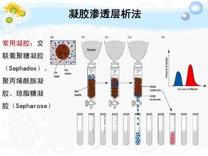 凝胶渗透层析法 常用凝胶:交 联葡聚糖凝胶 (sephadex), 聚丙烯酰胺凝