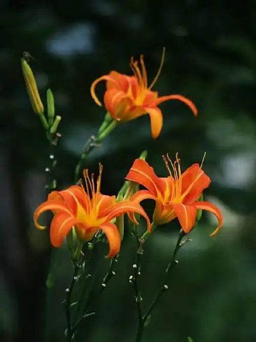中国也自己的母亲花,她是忘忧花(萱花),而不是康乃馨."百善孝为先".