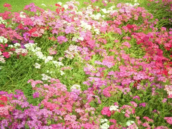 花大自然高清壁纸,高清图片,壁纸,自然风景-桌面城市