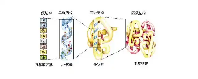 蛋白质结构与功能的关系
