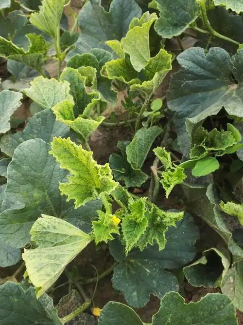 老师看看这甜瓜是不是病毒病啊,用什么药