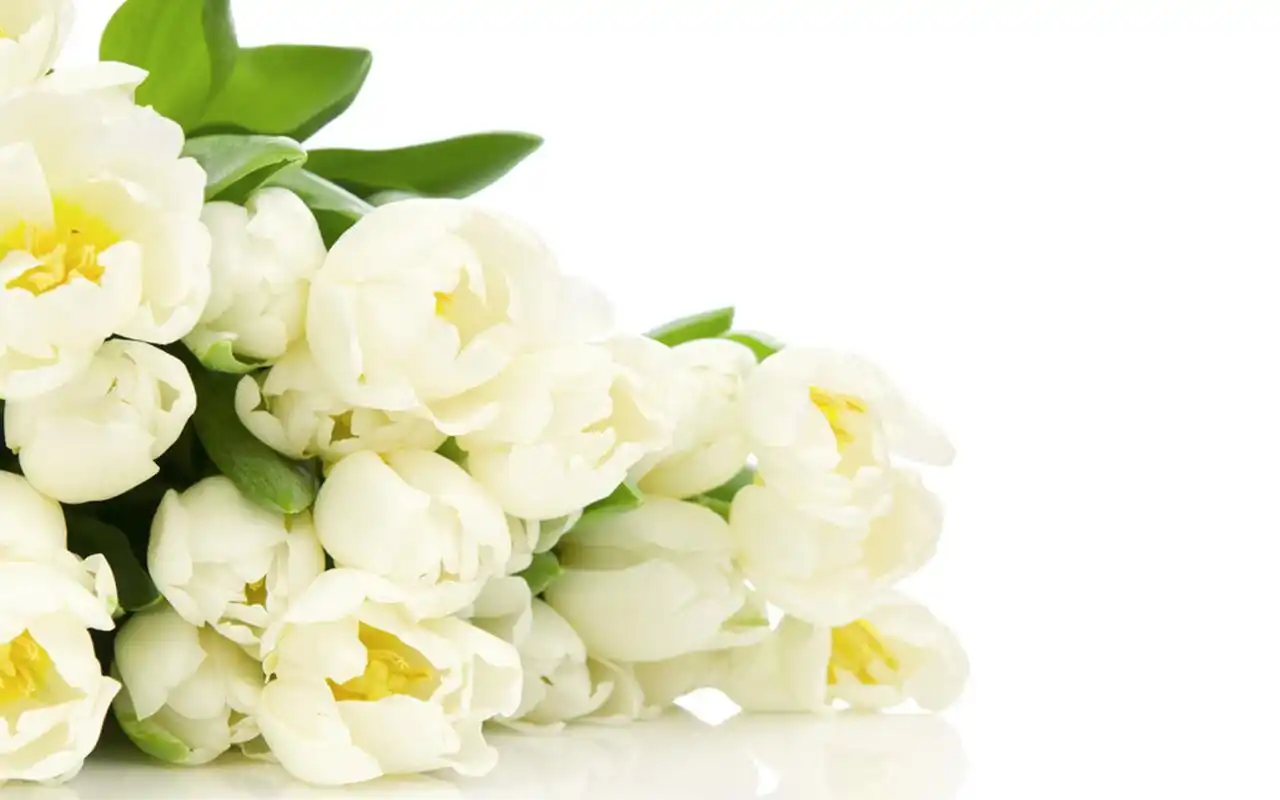 白色系郁金香唯美清新桌面壁纸下载9