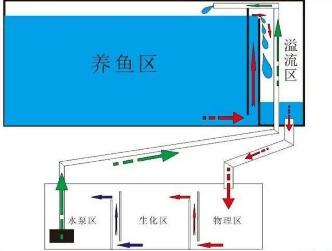 一定要保持良好的水质,而良好水质所依赖的就是鱼池过滤系统了