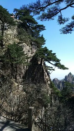 黄山探海松