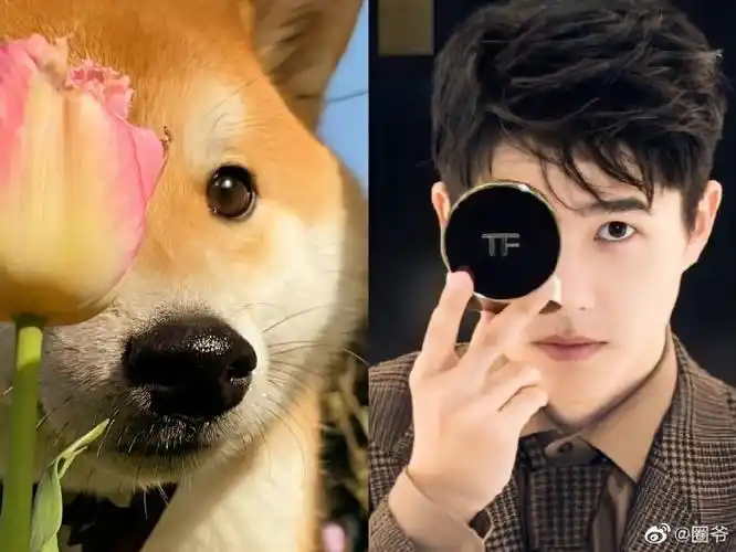 刘昊然与柴犬的适配度