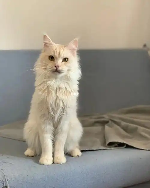 是我喜欢的结构78凯米尔色缅因猫