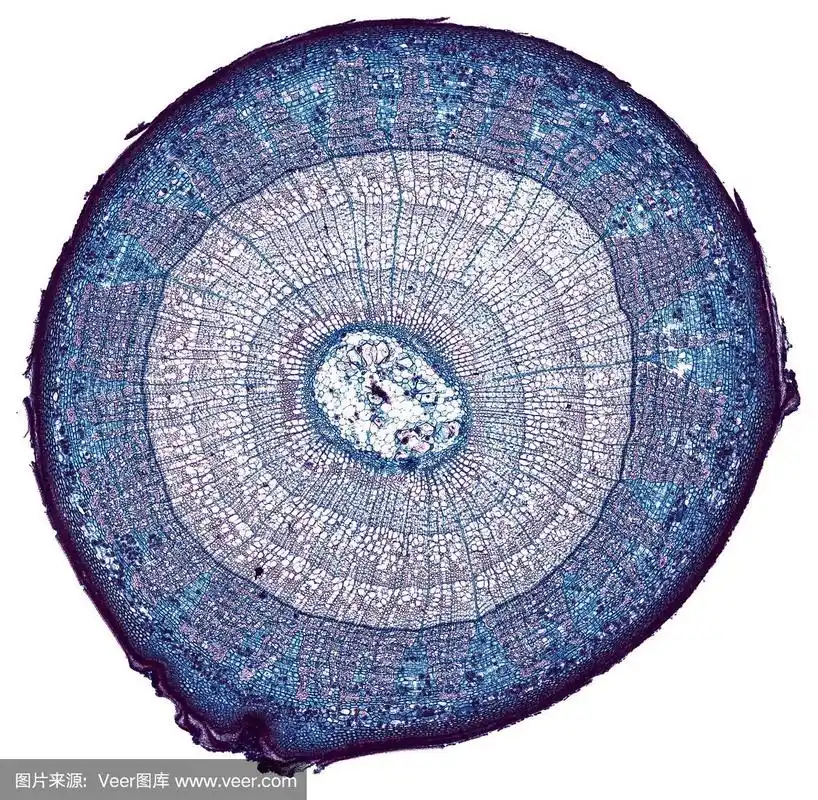 椴木茎横截面在显微镜下切割