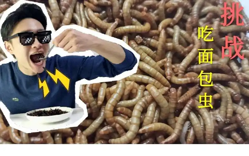 面包虫吃起来什么味道?好奇小伙现场开吃!