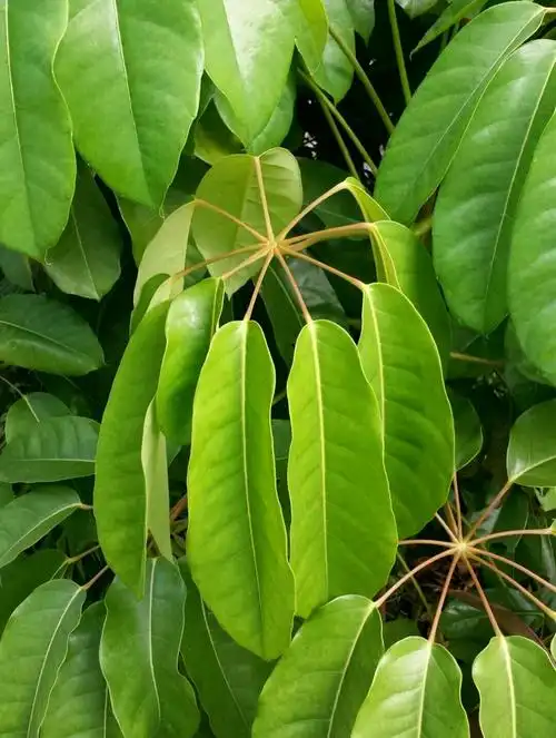 植物百科澳洲鸭脚木