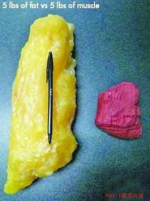 同重量下脂肪和瘦肉的体积对比.