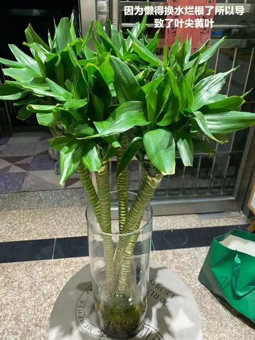 关于观音竹养护的一点心得欢迎补充