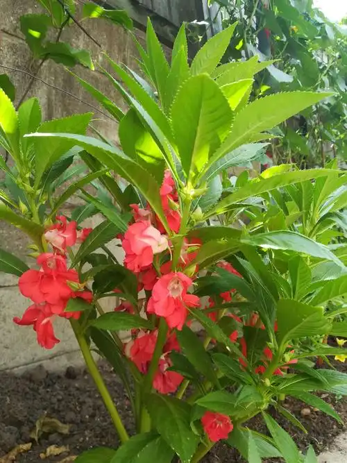 艳丽绽放的凤仙花